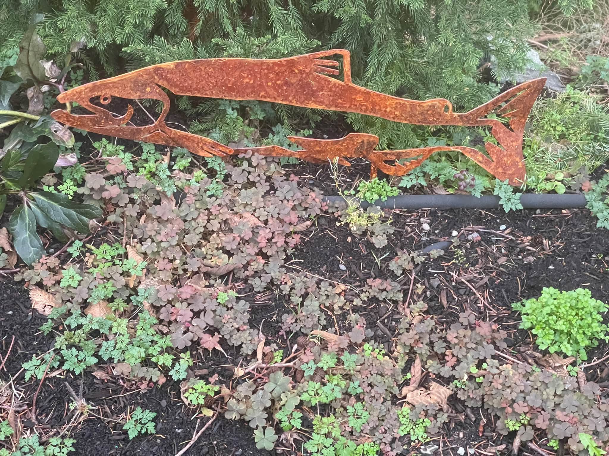 Raw steel salmon garden art