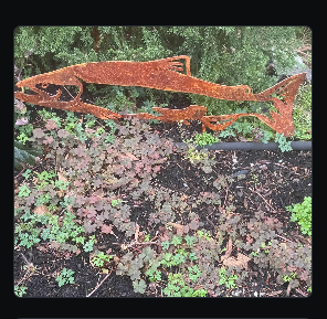 Rusted finished plasma-cut salmon garden art